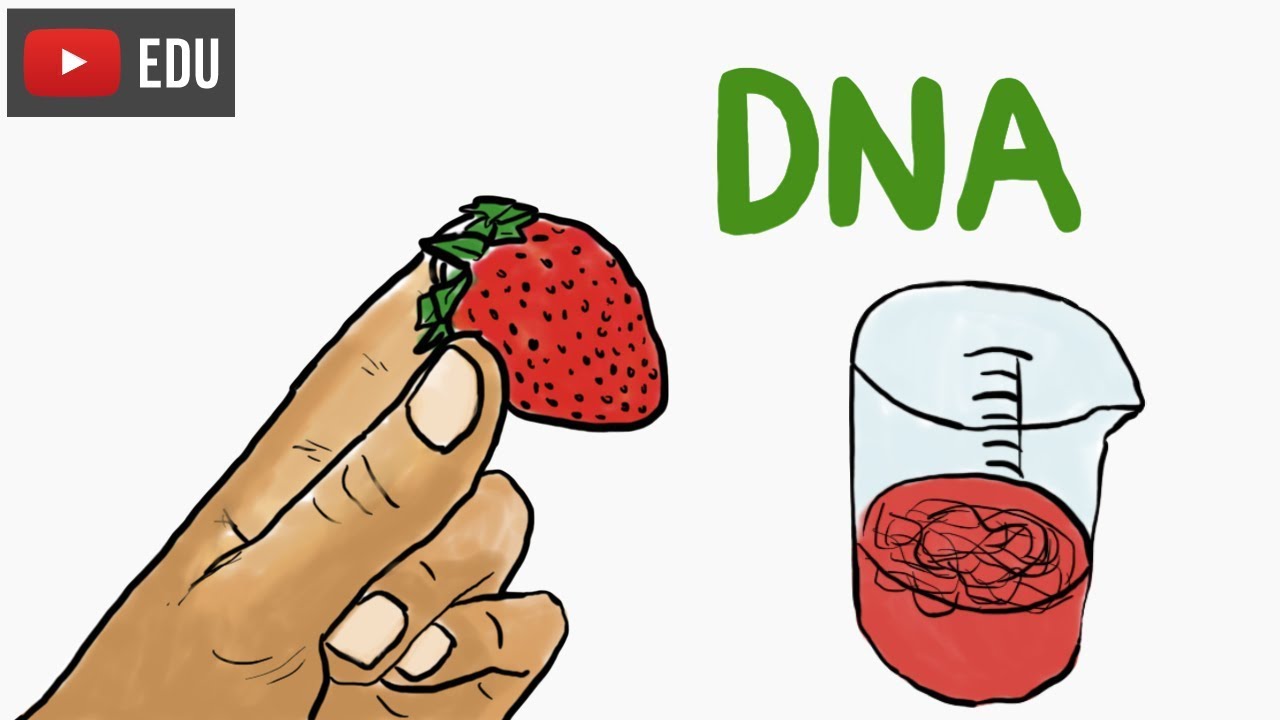 Can we see DNA? #InstanteBiotec 67