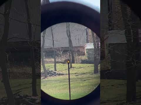 Trijicon Credo \u0026 Credo HX Riflescopes