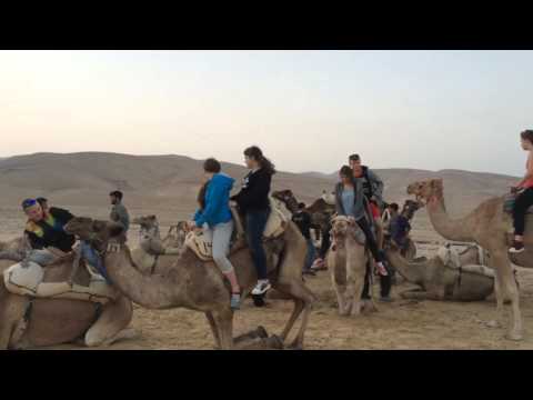 Wymiana polsko-izraelska: Jak zsiadać z wielbłąda?