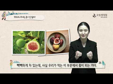 「무화과나무 [無花果-]」의 한국수어 표현