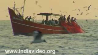 Crows surround a laden fishing boat