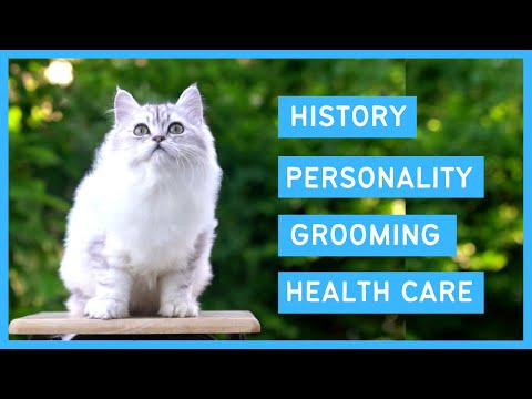 Persian cat 101 - Personality, Grooming, Health care and History