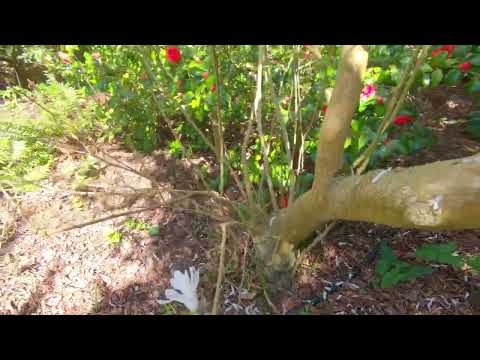 Magnolia Stellata Royal  star Flowers