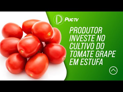 , title : 'Produtor investe no cultivo do tomate grape em estufa'