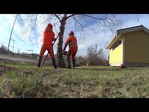 70 puuta kolmessa päivässä!