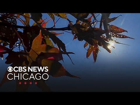 Allergy Count Chicago Il