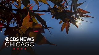 Loyola Medicine Allergy Count is back at Gottlieb Memorial Hospital