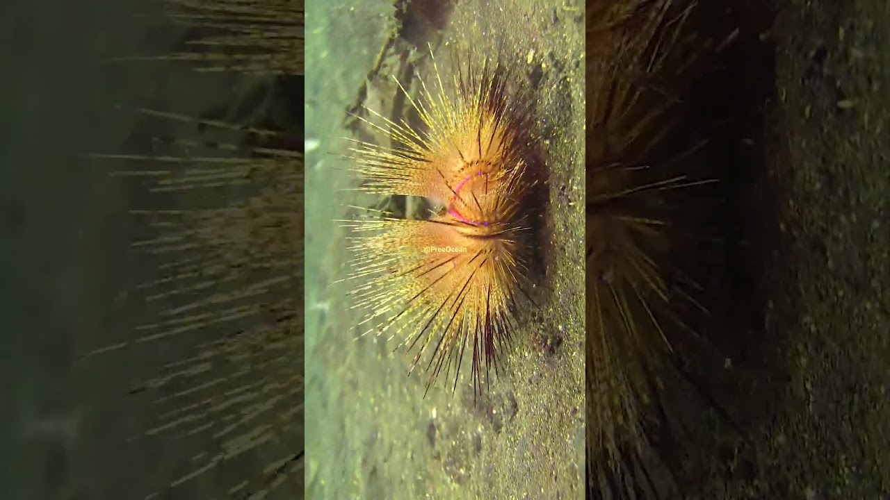 Sea Urchin Locomotion: Tube Feet and Benthic Movement