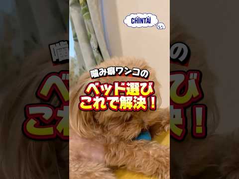噛み癖が治らない犬のベッド、まさかの\アレ\で解決！#shorts #マルプー #犬のいる暮らし #犬のベッド