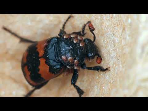 Sexton Beetle with Mites