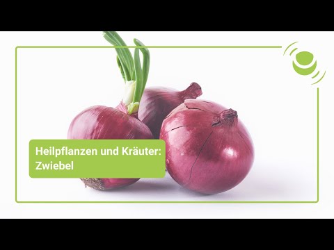 Zwiebel – Alles was du über ihre Wirkung wissen solltest