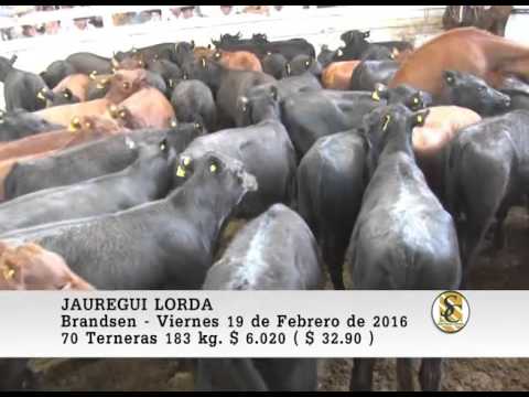 19-02-16 Venta de Hembras - Jauregui Lorda - Bransen.