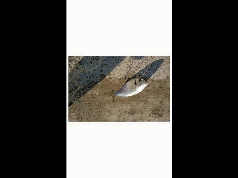 Τσιπουρα με Εγγλεζικη τεχνικη 27/7/2015
