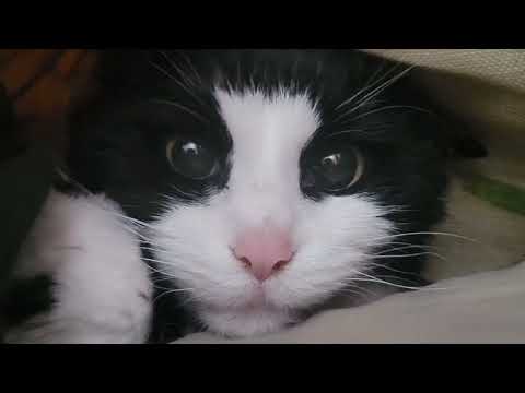 Elevator Animation Outtakes/Funnies: Volume 6