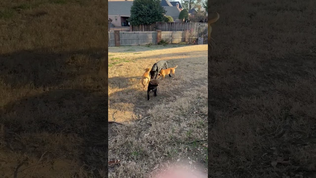 Enlarge Teddy, an adoptable mixed breed in Fishkill , NY video 3/5