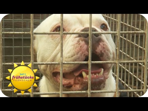 Was, wenn der eigene Hund plötzlich zubeißt? | SAT.1 Frühstücksfernsehen