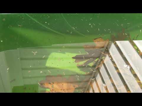 Mosquito Larvae in Freehold, NJ