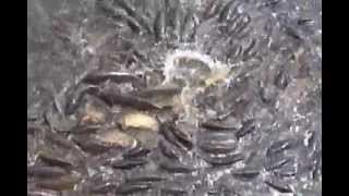 preview picture of video 'Countless carp at Linesville spillway on Pymatuning Reservoir'