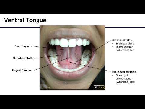 Tongue Regions and Innervation