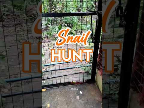 Snail Hunt | See How Many Snails I've Got!