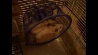 preview picture of video 'Russian's Angora hamsters running in a wheel!'