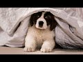 Baby Beethoven Discovers His New Home