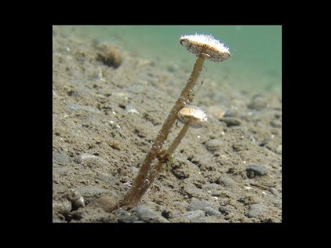Aquatica: The Underwater Mushroom (work in progress)