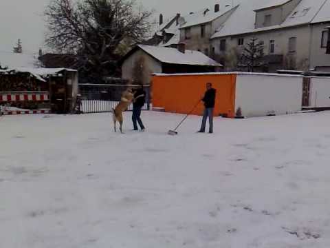 Aksarayli Kangal "Efe"