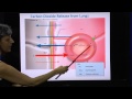 Gas Transport Pulmonary Diffusion