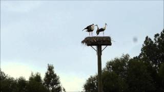 preview picture of video 'Störche in Nidda Ulfa - Flugübungen im Nest'