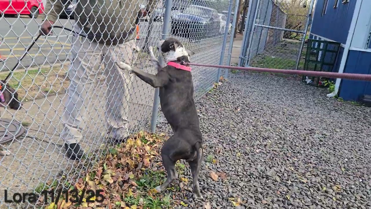 Lora, a Adoptable Pit Bull Terrier in Trenton, NJ video 3/3