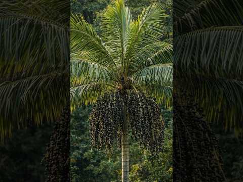 O ouro roxo da Mata Atlântica #AçaíJuçara #MataAtlântica #Antonina #paraná