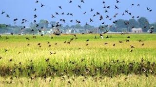 Download lagu Ini yang Terjadi Ketika Puluhan Ribu Burung Pipit Serang Tanaman Petani. Ternyata Bisa di Makan mp3 Download lagu Ini yang Terjadi Ketika Puluhan Ribu Burung Pipit Serang Tanaman Petani. Ternyata Bisa di Makan mp3