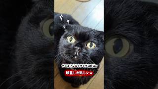 it's a cat.猫だらけ。猫にガン見される飼い主。#cat #ねこのいる生活 #猫のいる暮らし #多頭飼い #黒猫