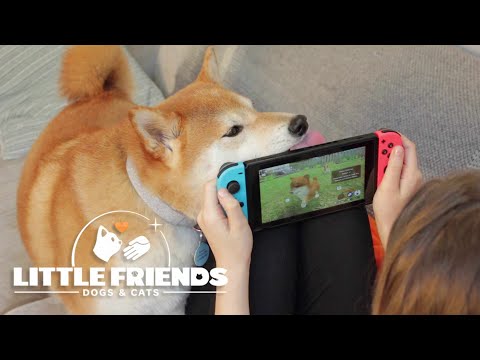 Little Friends: Dogs & Cats -- Standard Edition (Nintendo Switch