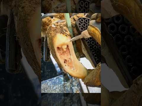 , title : 'Her hoof damaged #cow #hoof #asmr #foryou #hoofcare #trimming #animals #satisfying #animal'