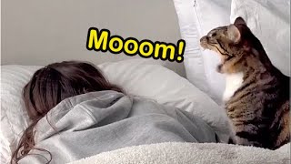 These Cats Speak English Better Than Hooman Best S