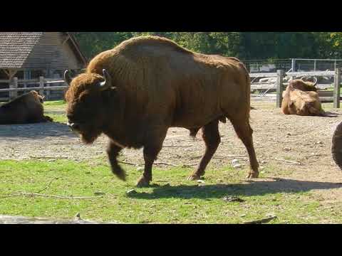 IUCN分類における絶滅の危険性を示す図。