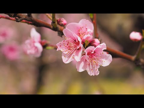 4K HDR // Spring. All shades of pink. Sakura and cherry blossoms