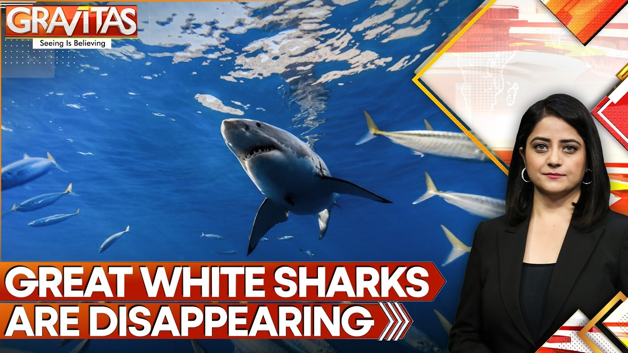 Great White Sharks Vanish: Mystery Deepens Off South Africa Coast | GRAVITAS