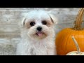 Maltipoo dogs for sale: Girl Minnie - 0214 - Video 1