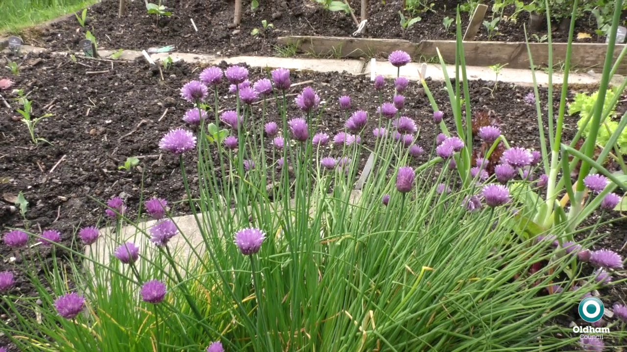 A spot of gardening