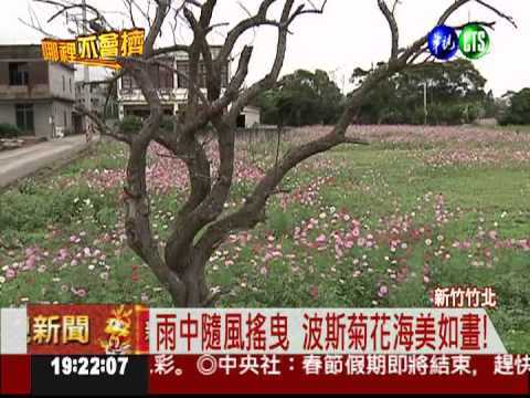 竹北波斯菊花海 萬紫千紅美呆了!