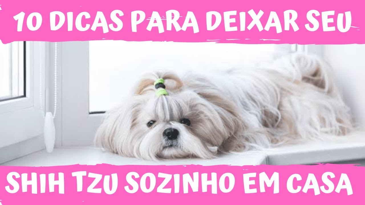 10 DICAS para deixar seu Shih tzu SOZINHO EM CASA