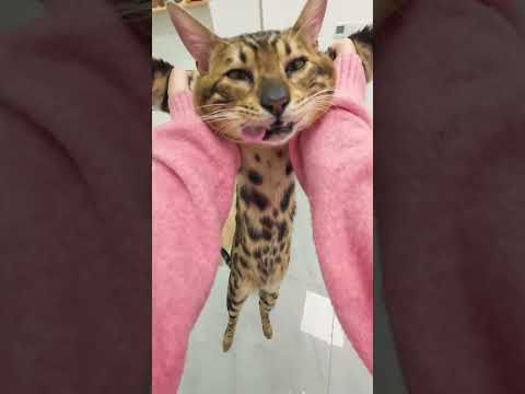 Don’t judge your cat’s whole life by brief natural instincts #cat #pets #自費診療