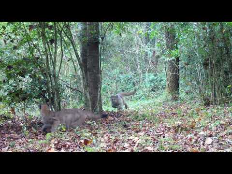 Protecting Wild Cat Habitat