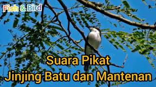 Download lagu Suara Pikat Jinjing Batu dan Mantenan mp3 Download lagu Suara Pikat Jinjing Batu dan Mantenan mp3