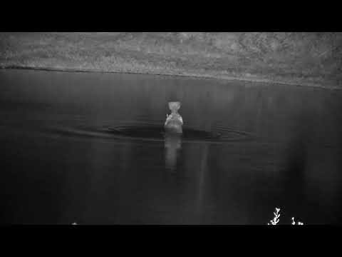 Djuma: Hippo doing barrel rolls then leaving the dam to the wall - 00:45 - 01/05/2023