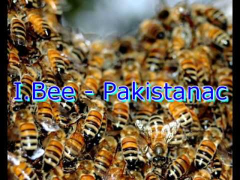 I.Bee - Pakistanac (Serbianhiphop)