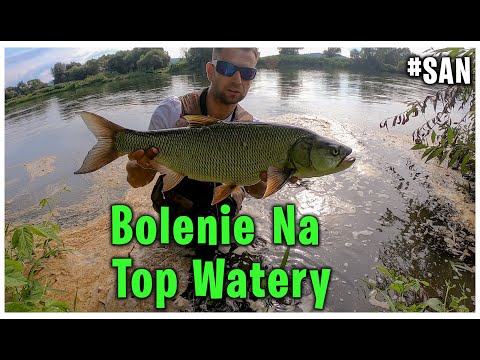 Boleń l Top Water Asp fishing | Bolenie 2024